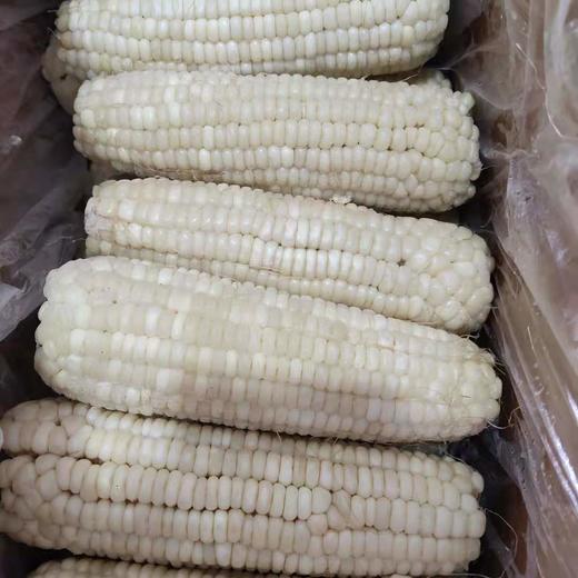 包您好吃10元4个精选东北白甜糯玉米
