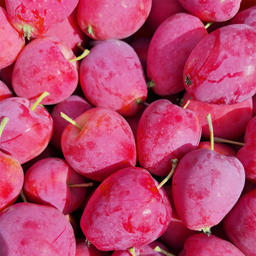 限量尝鲜丨新疆香妃海棠苹果约4斤装  香脆生津 酸甜适口 果香浓郁 [福利品] 商品图3