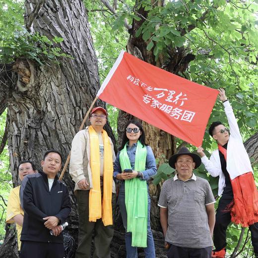 古树核桃油☀横断山雪域高原 古树核桃油 特级冷榨  500ml装 媲美进口品质 商品图2