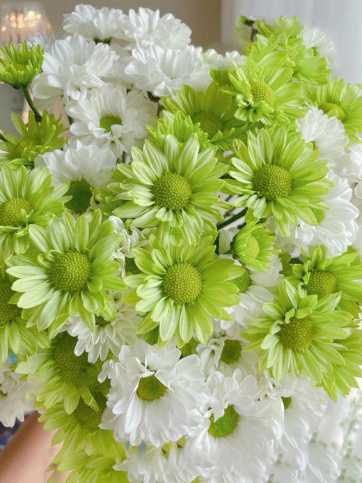 小雏菊合辑【沿着星河轨道，踏遍人间春秋】简小姐精选小雏菊 2件包邮 下单5天发货 商品图11