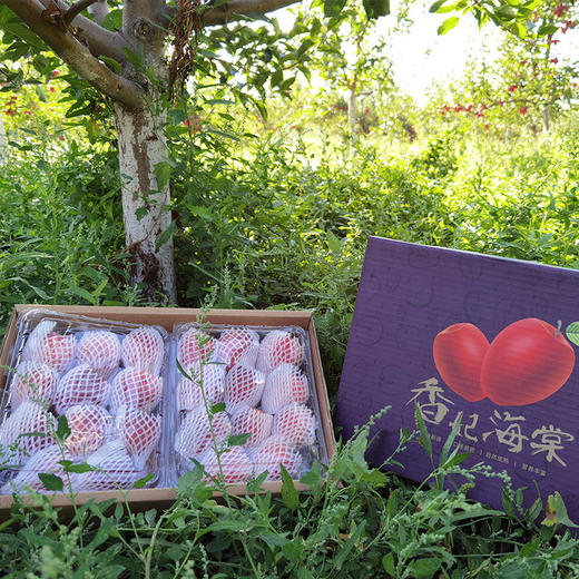 限量尝鲜丨新疆香妃海棠苹果约4斤装  香脆生津 酸甜适口 果香浓郁 [福利品] 商品图6