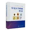 常见医学蜱螨图谱(精)/中国中医药出版社/严用和(宋)9787030653819 商品缩略图0