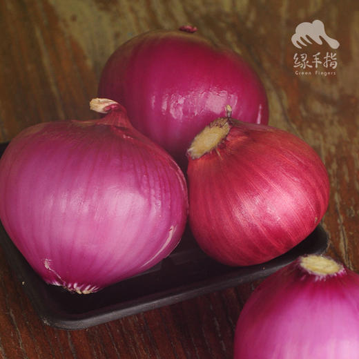 生态洋葱（河北） | 合作生产* Eco- onion | Coproduction 商品图1