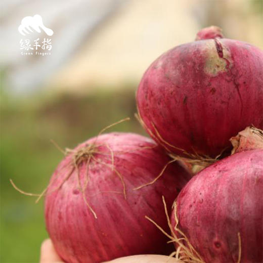 生态洋葱（河北） | 合作生产* Eco- onion | Coproduction 商品图0