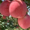 洛川苹果 4.5斤装 （红富士） 商品缩略图6