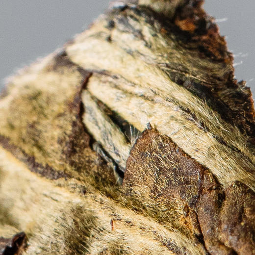 澜沧古茶2021年茶妈妈白茶贡眉云南茶叶迷你小砖5gX80袋量贩盒装 商品图2