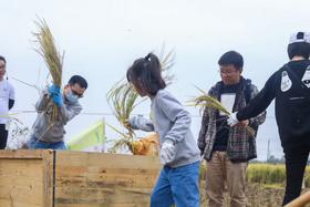 自然课程-水稻的一生亲子水稻收割活动