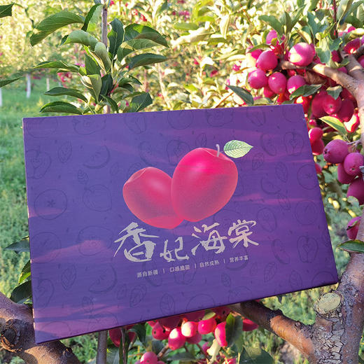 限量尝鲜丨新疆香妃海棠苹果约4斤装  香脆生津 酸甜适口 果香浓郁 [福利品] 商品图5