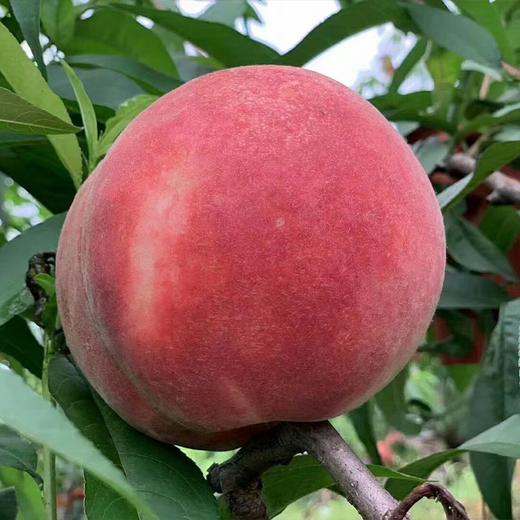 悦农天耕-悦桃 商品图3