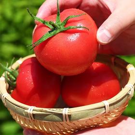 凉州沙瓤西红柿