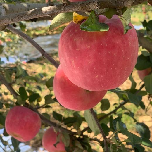 洛川苹果（可以连皮一起吃的脆苹果）8斤大果（早熟富士） 商品图5