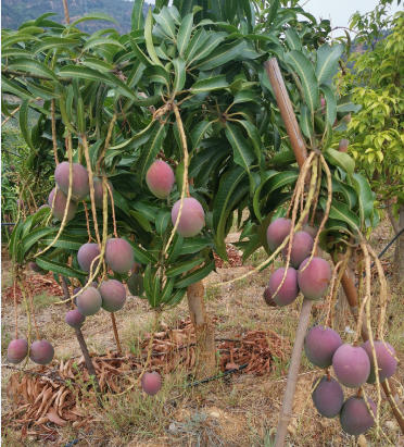 厚道缘有机芒果 商品图2