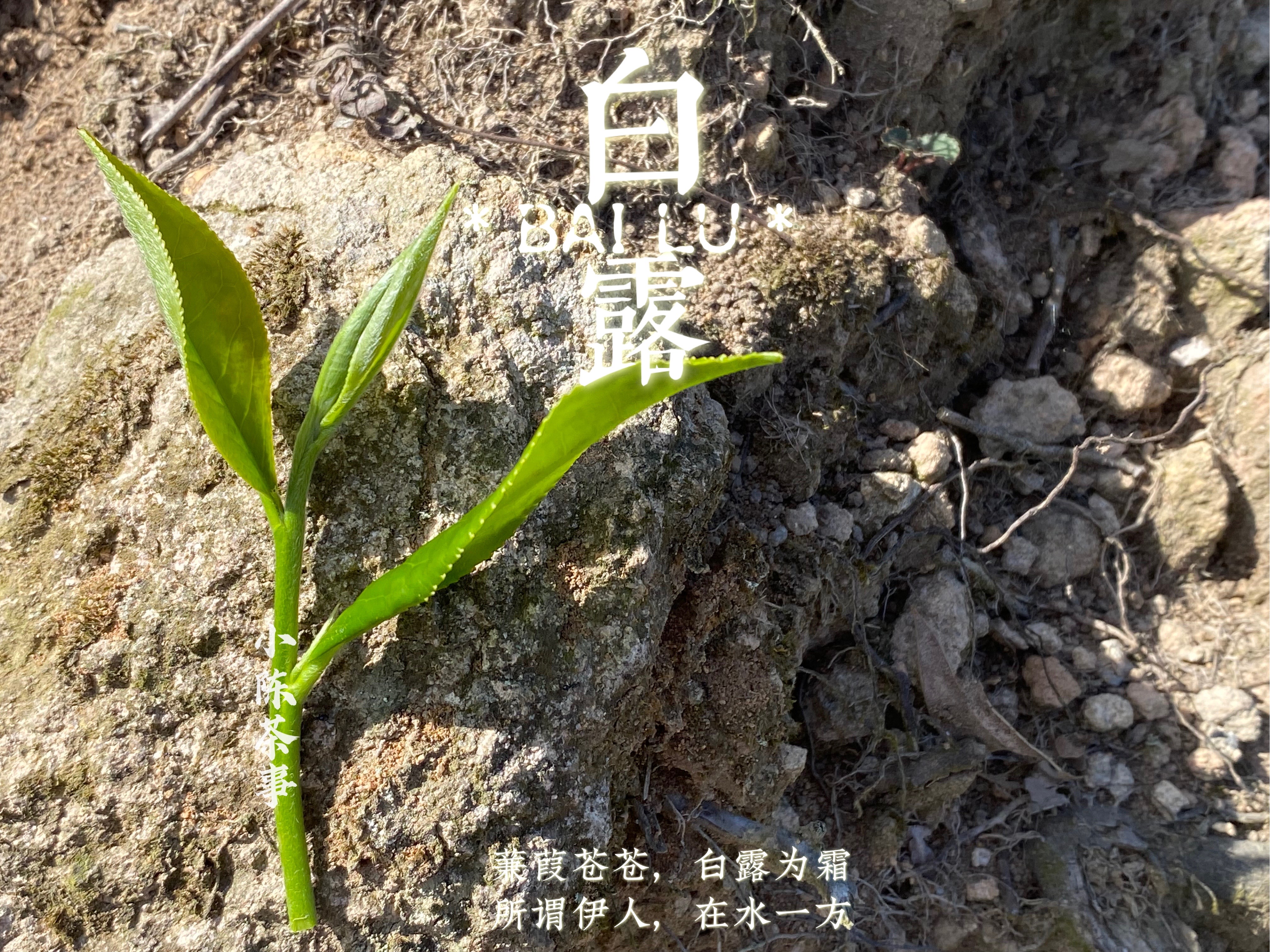 帶著花蜜般的鮮甜2021白露茶來了1斤裝