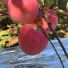 洛川苹果（可以连皮一起吃的脆苹果）8斤大果（早熟富士） 商品缩略图3