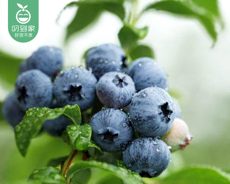 吉林北陆鲜枝蓝莓/1盒(约125g)