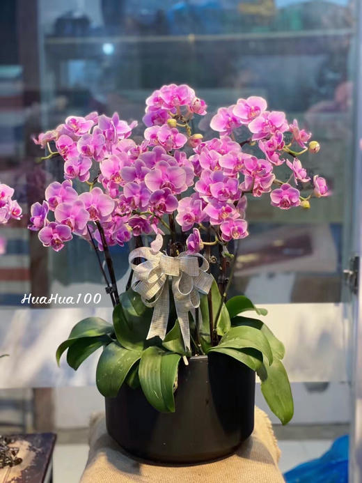 6株/8株/10株蝴蝶兰盆景丨多色入 商品图4