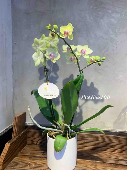 甜甜的心意丨日本进口迷你蝴蝶兰礼包 商品图9