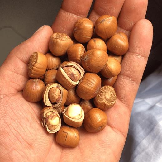 【2025新榛子上市】朝阳喀左野生熟榛子大粒开口4斤装  自然保护区纯野生 不打农药不上化肥 人工精挑细选 出仁率95%以上 全国包邮 商品图0