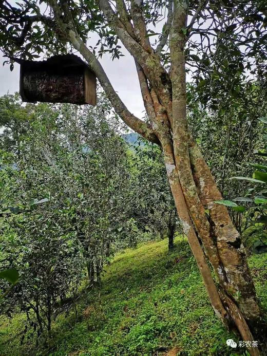 彩农茶｜2021秋•易武青饼 商品图2