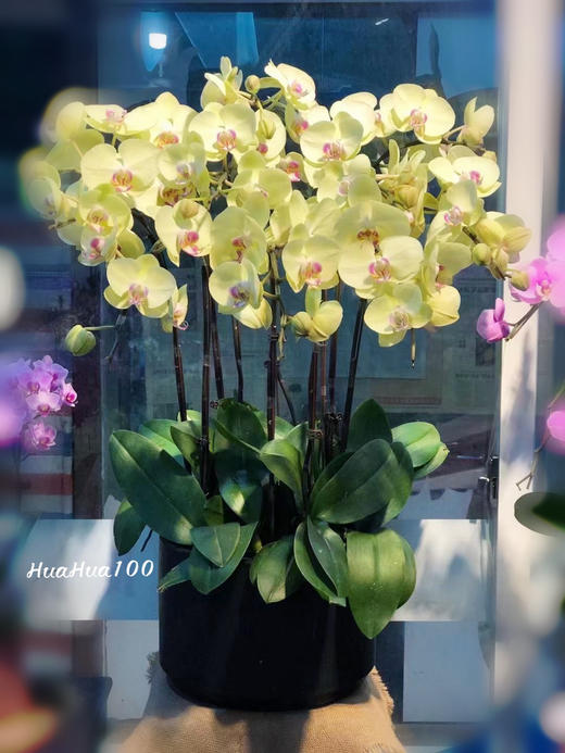 6株/8株/10株蝴蝶兰盆景丨多色入 商品图2