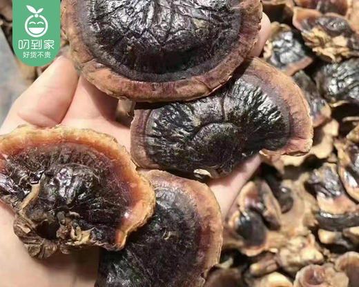 大兴安岭金边小灵芝礼盒/1盒（约250g）生产日期：25年12月补单专用 商品图3