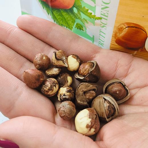 【2025新榛子上市】朝阳喀左野生熟榛子大粒开口4斤装  自然保护区纯野生 不打农药不上化肥 人工精挑细选 出仁率95%以上 全国包邮 商品图1