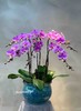 6株/8株/10株蝴蝶兰盆景丨多色入 商品缩略图0