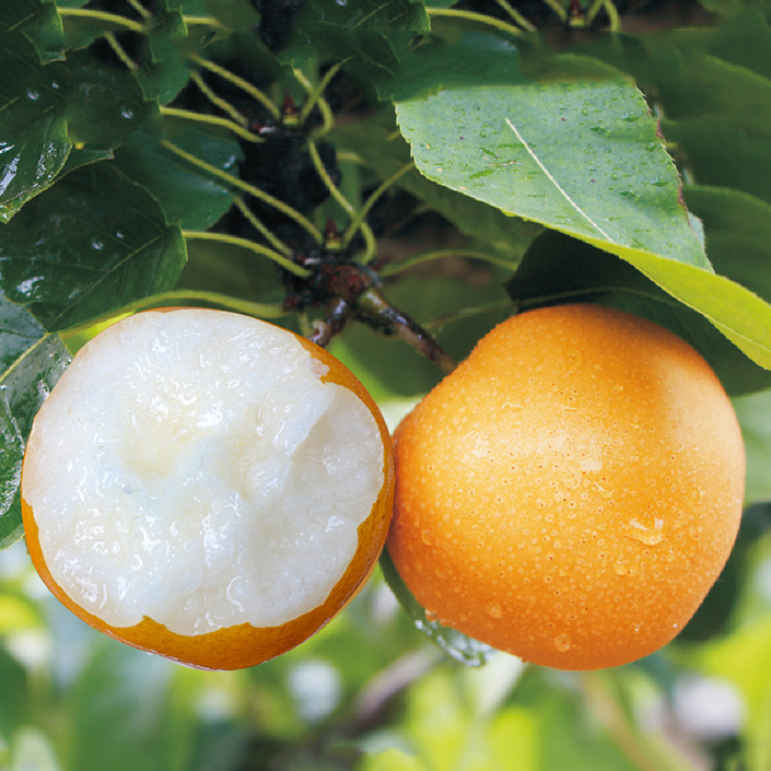 山东正宗秋月梨，酥脆爽口，甜润多汁，贵一点，比其他产区的好吃很多！