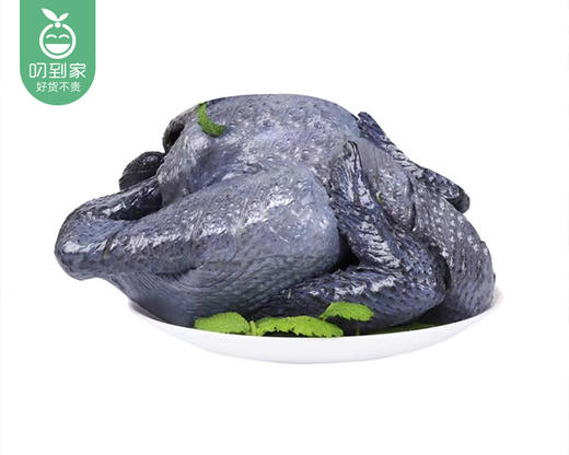 南安新鲜现杀白羽乌鸡（带内脏1.1kg±100g/只） 商品图6
