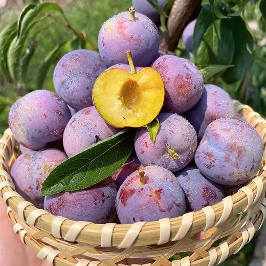 四川半边红脱骨李子现货水果青脆李新鲜5斤包邮脆红李茵红李