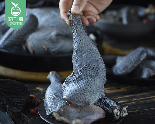 南安新鲜现杀白羽乌鸡（带内脏1.1kg±100g/只） 商品图5