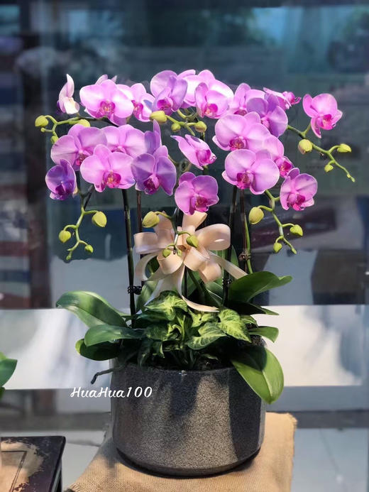 6株/8株/10株蝴蝶兰盆景丨多色入 商品图1