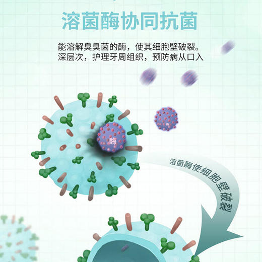 【HP克星抗幽专利】茵束生物溶菌酶HP牙膏口腔抑箘全家防幽清新口气抗幽门螺杆菌专利牙膏  100g/支 商品图6