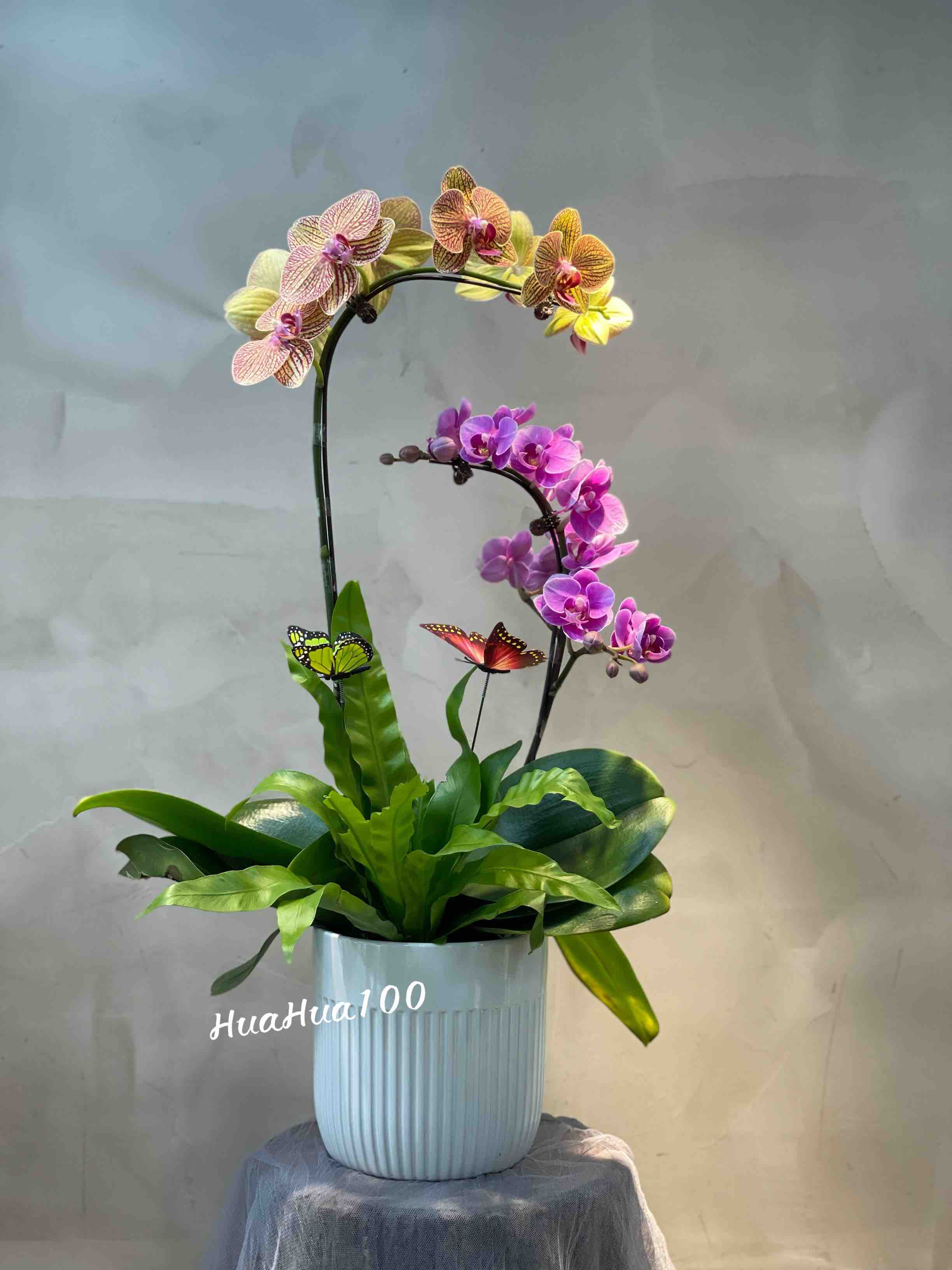 双色两株蝴蝶兰创意组盆