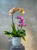双色两株蝴蝶兰创意组盆 商品缩略图0