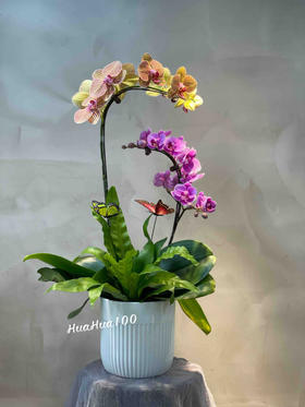 双色两株蝴蝶兰创意组盆