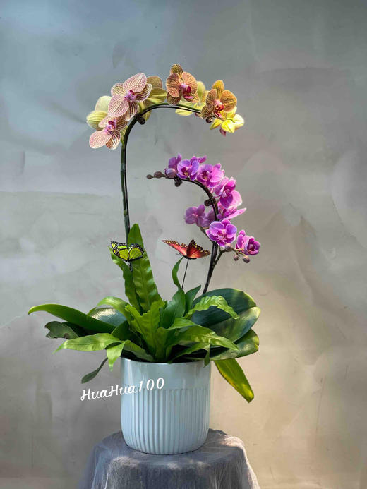 双色两株蝴蝶兰创意组盆 商品图0