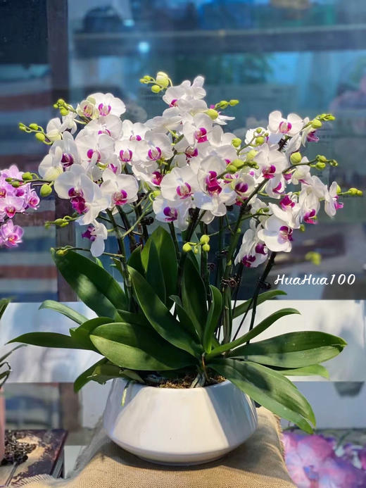 6株/8株/10株蝴蝶兰盆景丨多色入 商品图3