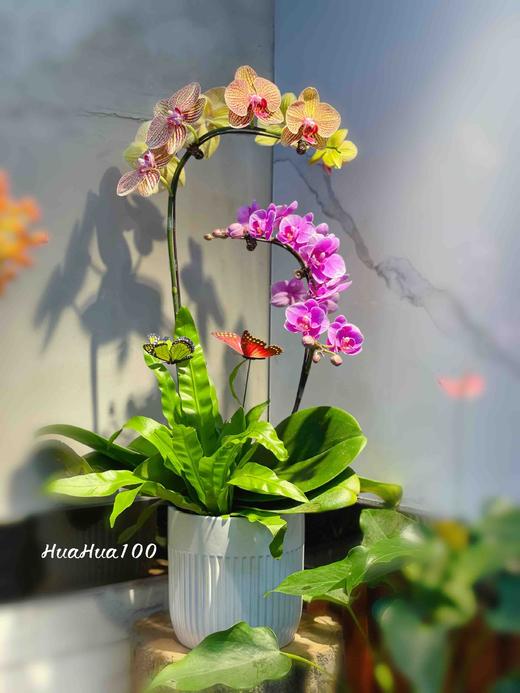 双色两株蝴蝶兰创意组盆 商品图3