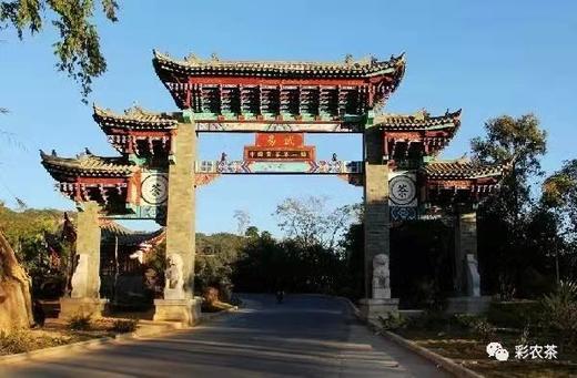 彩农茶｜2021秋•易武青饼 商品图1