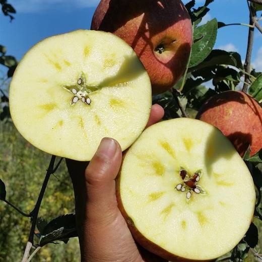 『大凉山冰糖心丑苹果』8斤 香脆可口 果香浓郁 现摘现发 苹果香脆多汁，甜中带微酸，海拔2000米以上产区半野生种植！ 商品图2