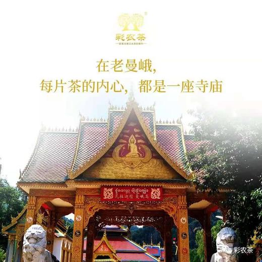 彩农茶｜老曼峨2021秋•古树纯料青饼 商品图3