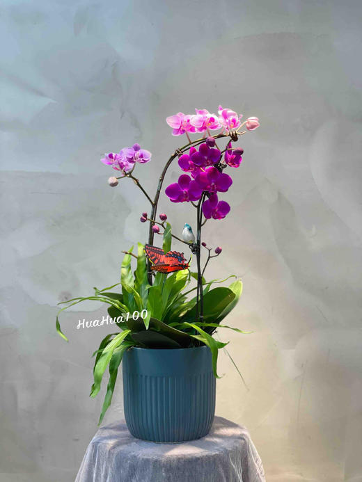 双色两株蝴蝶兰创意组盆 商品图1