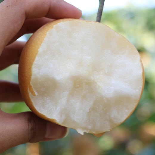 山东正宗秋月梨，酥脆爽口，甜润多汁，贵一点，比其他产区的好吃很多！ 商品图2