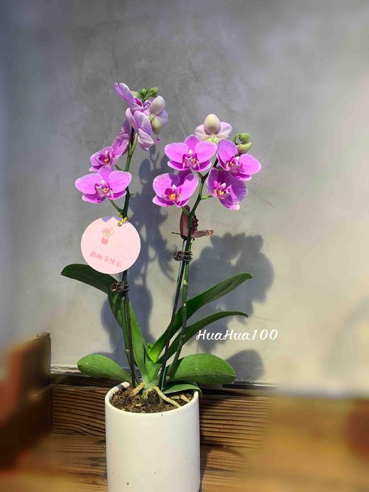 甜甜的心意丨日本进口迷你蝴蝶兰礼包 商品图7