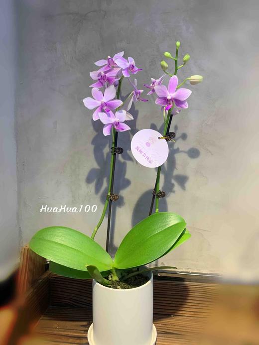 甜甜的心意丨日本进口迷你蝴蝶兰礼包 商品图6