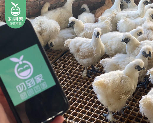 南安新鲜现杀白羽乌鸡（带内脏1.1kg±100g/只） 商品图2