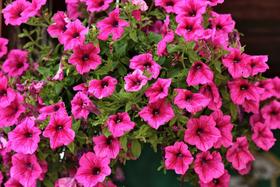  这些植物和蔬菜种一起，可以天然防虫害：不是什么病虫都要用药： 