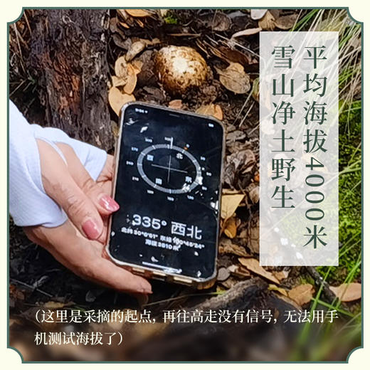 藏地高海拔 野生干松茸片  商品图2