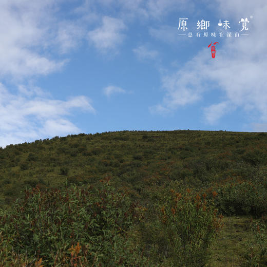 野生川贝母（成都仓库-顺丰快递）| 18g，38g，来自四川阿坝，生产者：松潘藏民【合作生产，公平贸易】 商品图4